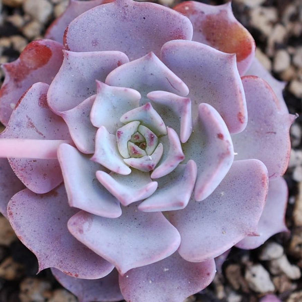 Echeveria sp Real de Catorce - 20 seeds