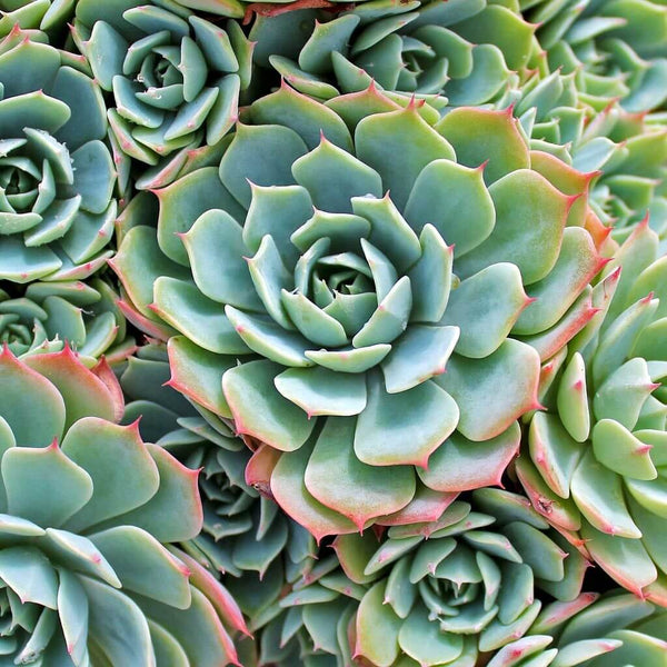 Echeveria subrigida Pinal de Amoles - 20 seeds