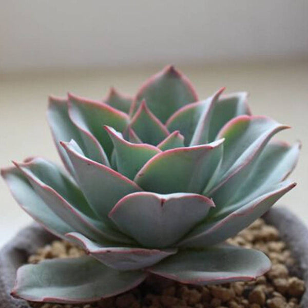 Echeveria subrigida Pinal de Amoles - 20 seeds