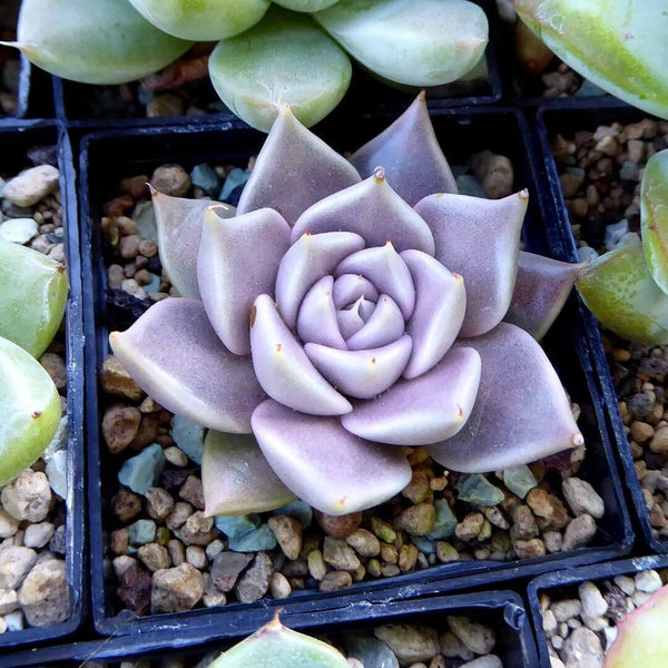 Echeveria tobarensis - 20 seeds