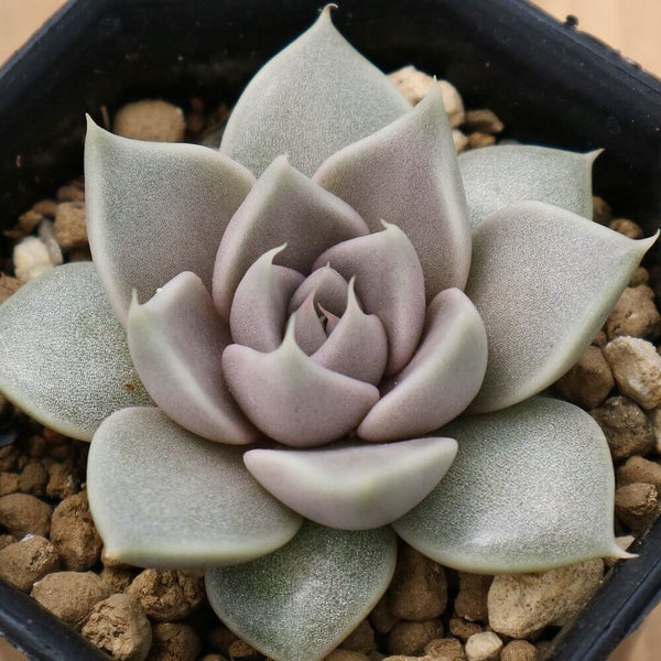 Echeveria tobarensis - 20 seeds