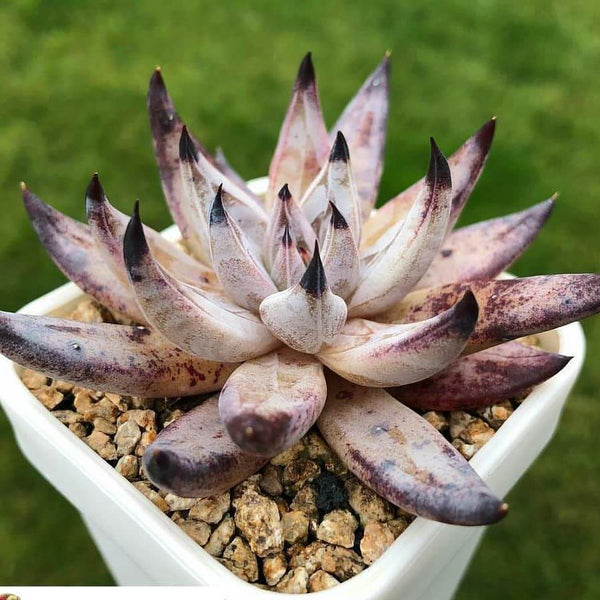 Echeveria unguiculata - 20 seeds