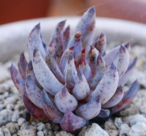 Echeveria unguiculata - 20 seeds