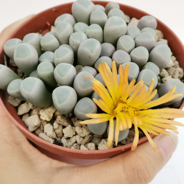 Fenestraria Aurantiaca (Baby toes) - 20 seeds