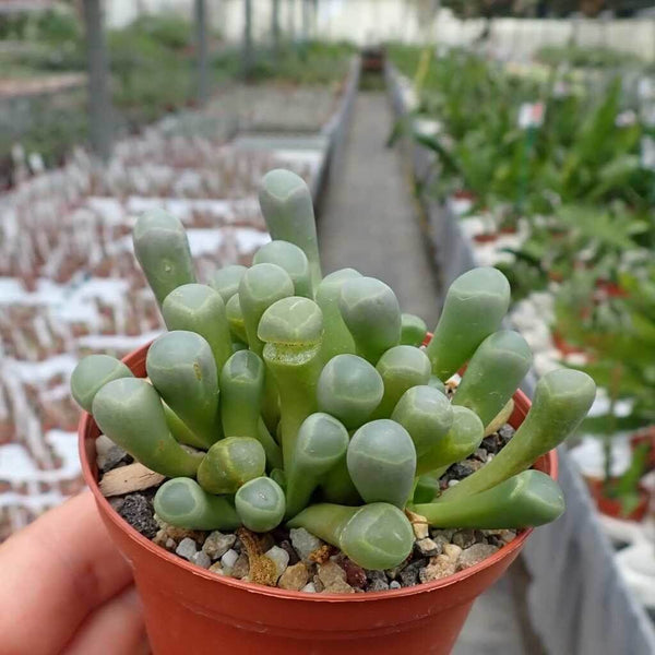 Fenestraria Aurantiaca (Baby toes) - 20 seeds
