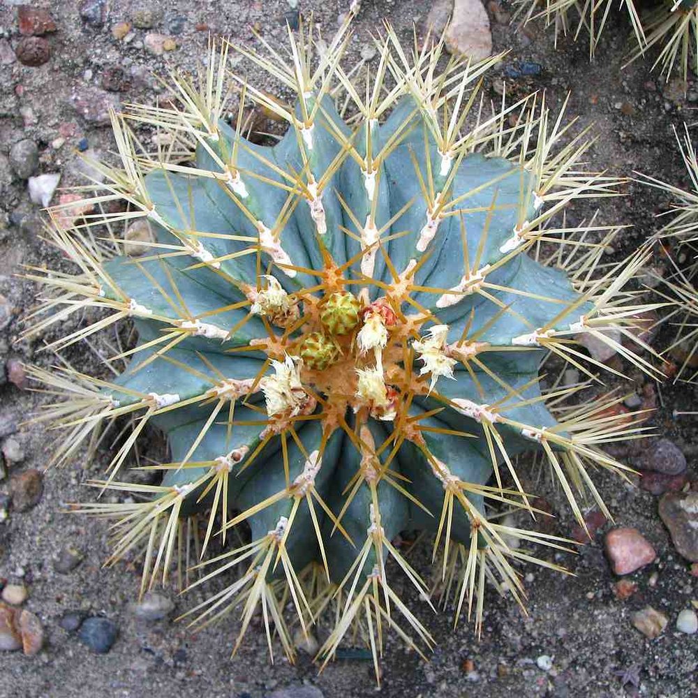 Син барел кактус (FerocactusСин барел кактус (Ferocactus  