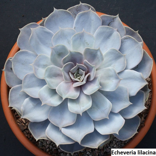 Echeveria lilacina (Ghost echeveria) - 20 seeds