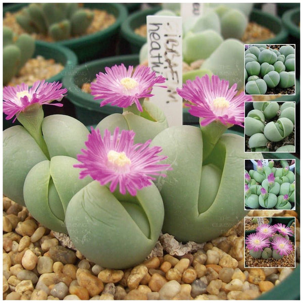 Gibbaeum heathii - 20 seeds