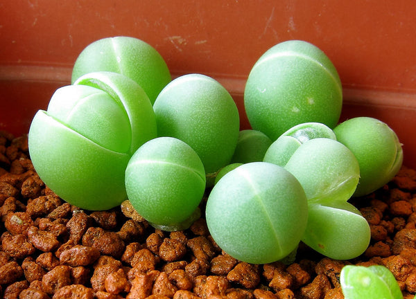 Gibbaeum heathii - 20 seeds