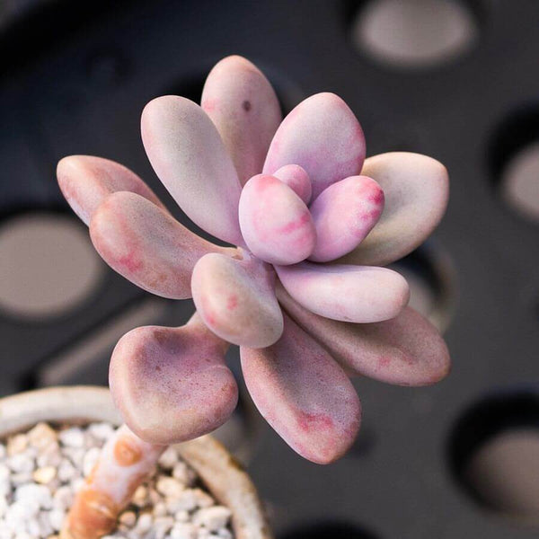 Lavender Pebbles (Graptopetalum amethystinum) - 20 seeds