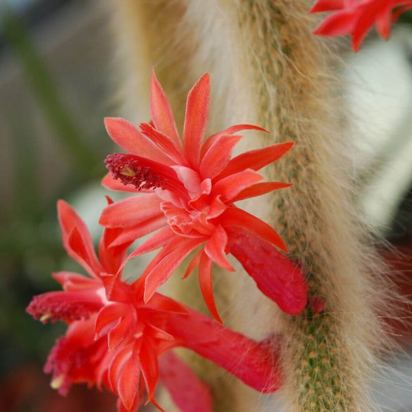Monkey's tail cactus - 10 seeds