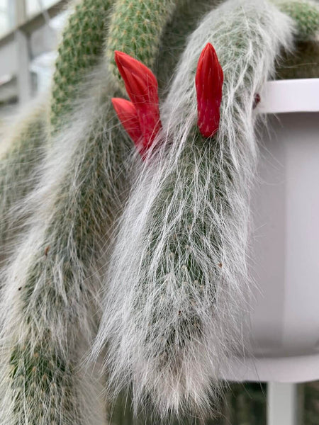 Monkey's tail cactus - 10 seeds