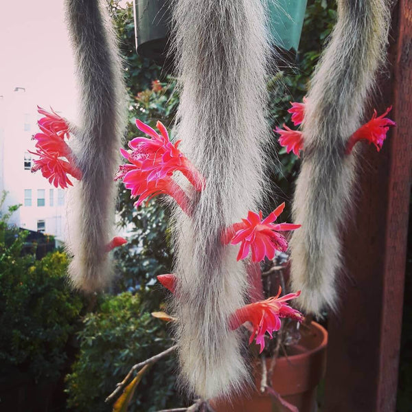 Monkey's tail cactus - 10 seeds