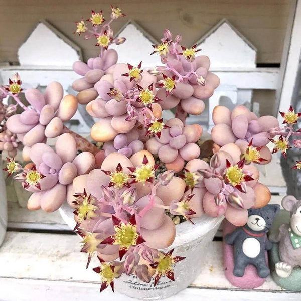 Lavender Pebbles (Graptopetalum amethystinum) - 20 seeds