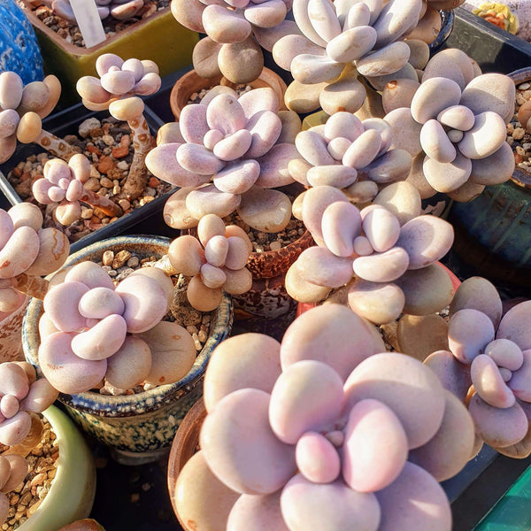 Lavender Pebbles (Graptopetalum amethystinum) - 20 seeds