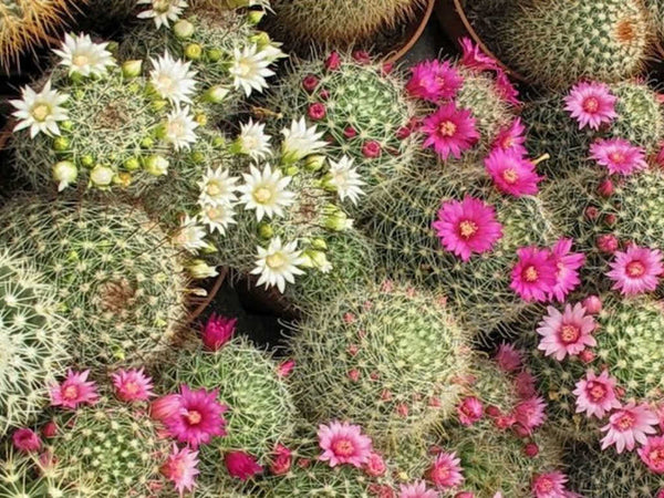 Mammillaria mix - 10 seeds