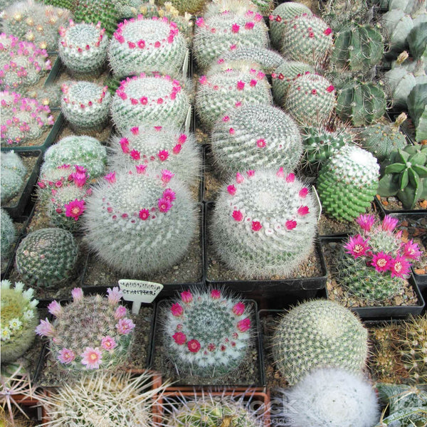 Mammillaria mix - 10 seeds