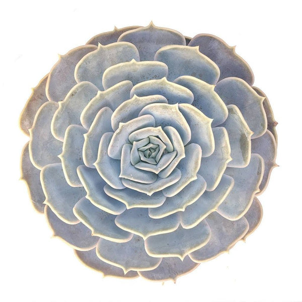 Echeveria lilacina (Ghost echeveria) - 20 seeds