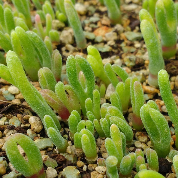 Monilaria moniliformis - 20 seeds
