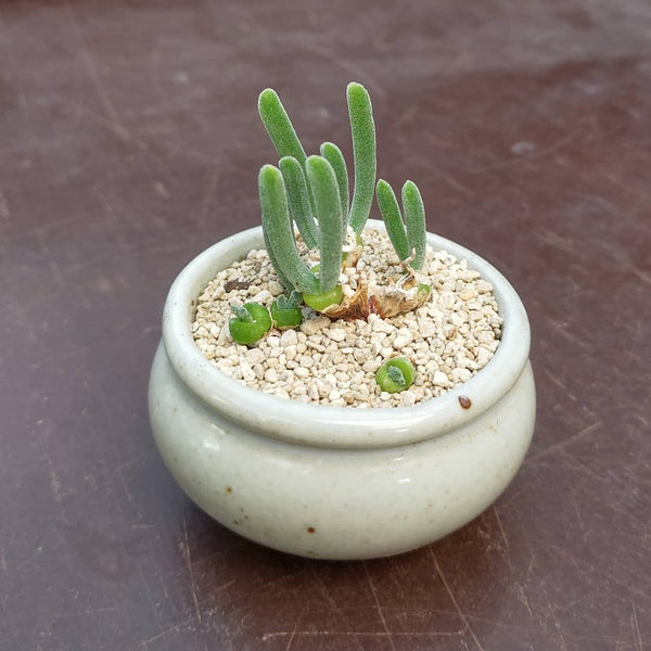 Monilaria moniliformis - 20 seeds