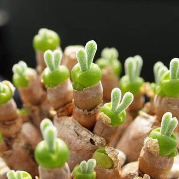 Monilaria moniliformis - 20 seeds