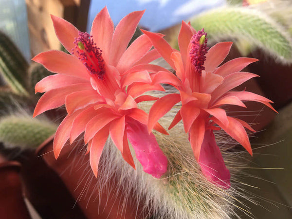 Monkey's tail cactus - 10 seeds
