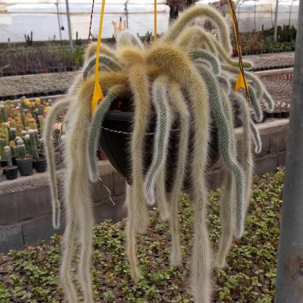 Monkey's tail cactus - 10 seeds