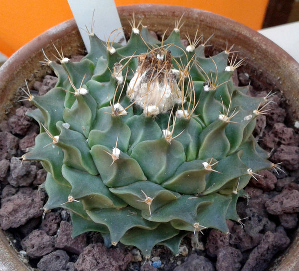Artichoke Cactus (Obregonia denegrii) - 10 seeds