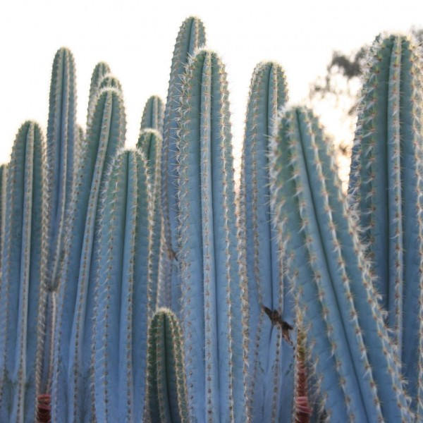 Blue Torch Cactus - 5 seeds