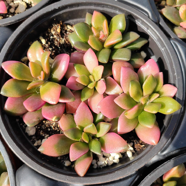 Anacampseros telephiastrum - 20 seeds