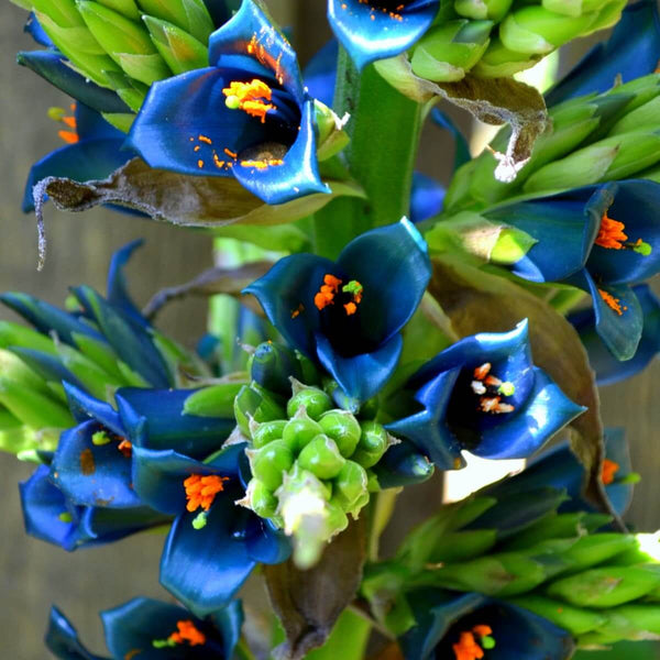 Sapphire tower (Puya alpestris) - 10 seeds