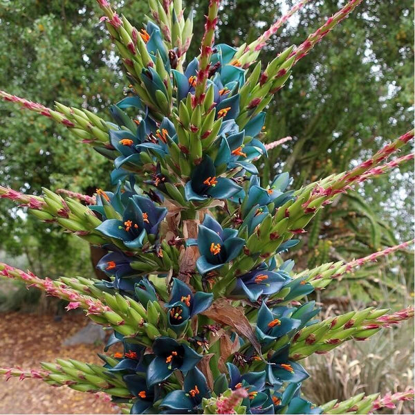 Sapphire tower (Puya alpestris) - 10 seeds