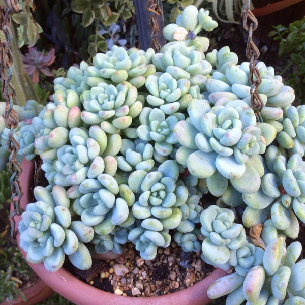Sedum Clavatum - 20 seeds