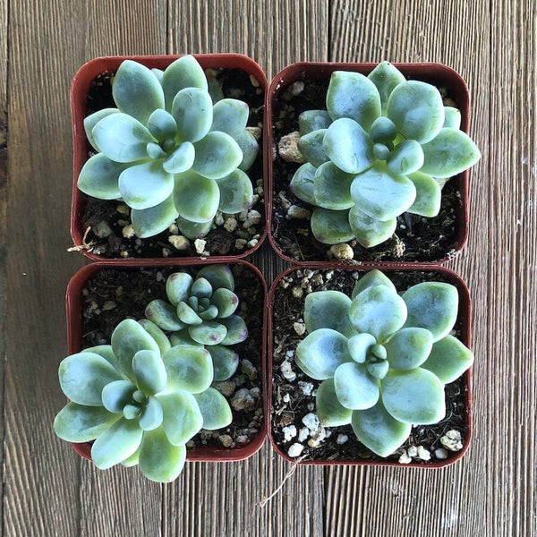 Sedum Clavatum - 20 seeds