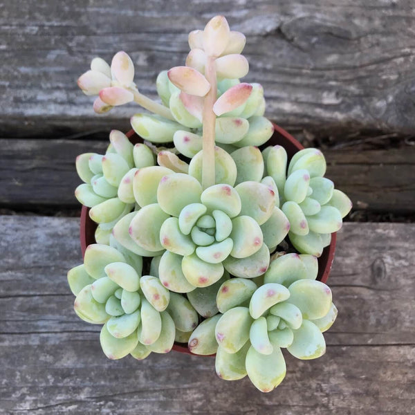 Sedum Clavatum - 20 seeds