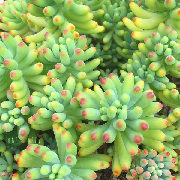 Sedum pachyphyllum - 20 seeds