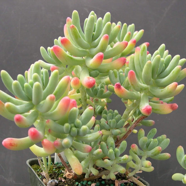 Sedum pachyphyllum - 20 seeds
