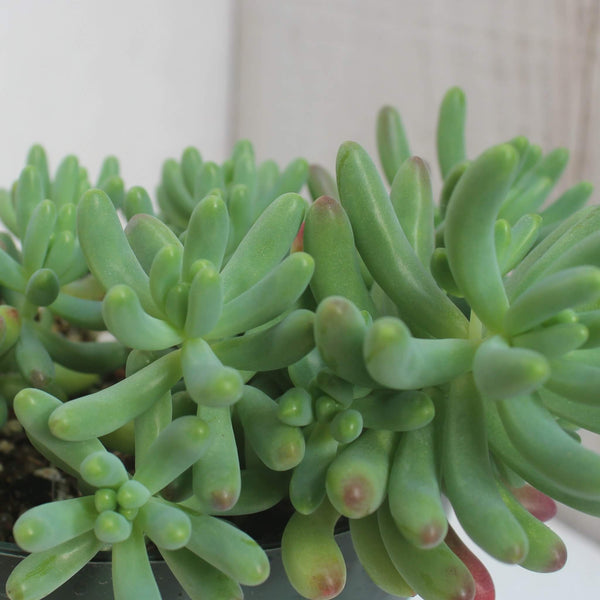 Sedum pachyphyllum - 20 seeds