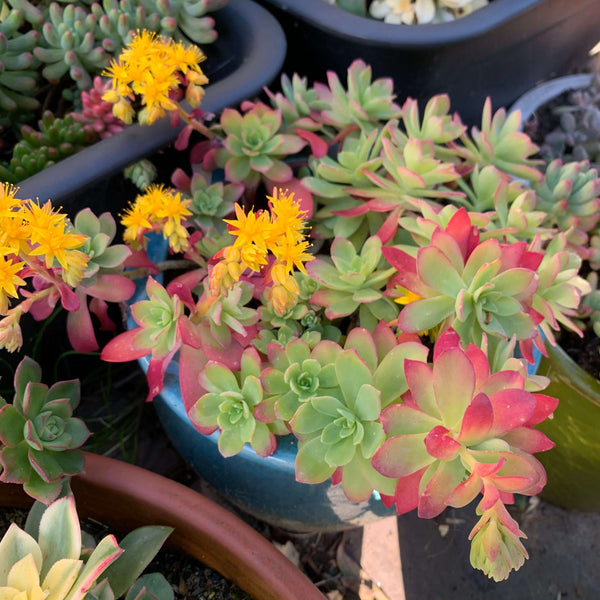 Sedum Palmeri