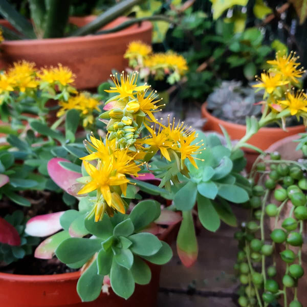 Sedum Palmeri