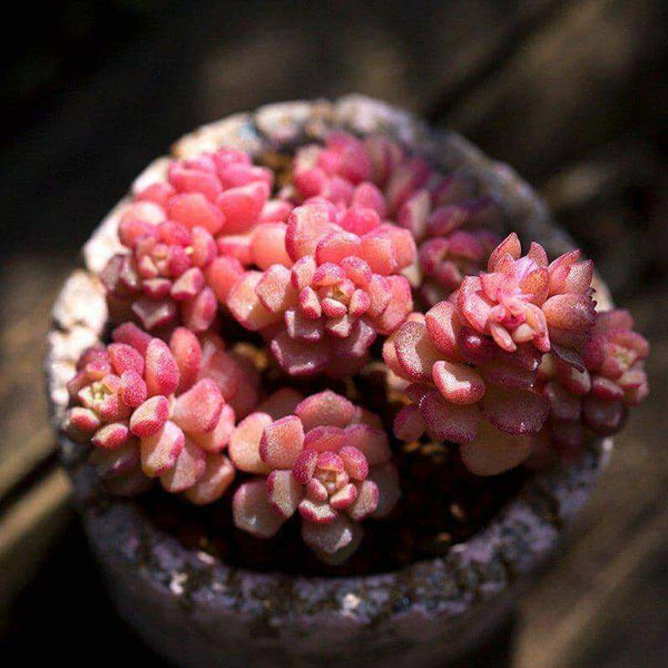 Sedum Versadense - 20 seeds