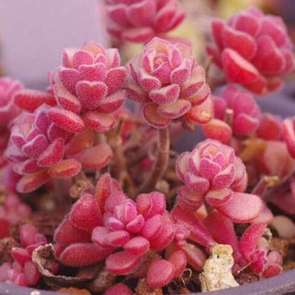 Sedum Versadense - 20 seeds