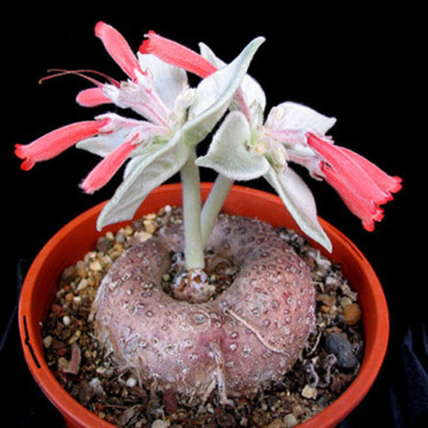 Sinningia leucotricha - 20 seeds