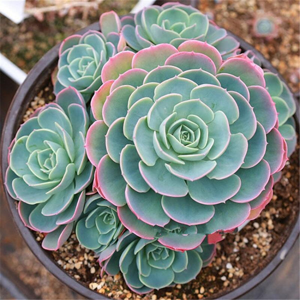 Echeveria secunda v glauca - 20 seeds