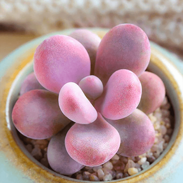 Lavender Pebbles (Graptopetalum amethystinum) - 20 seeds