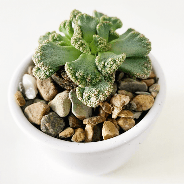 Titanopsis calcarea - 20 seeds