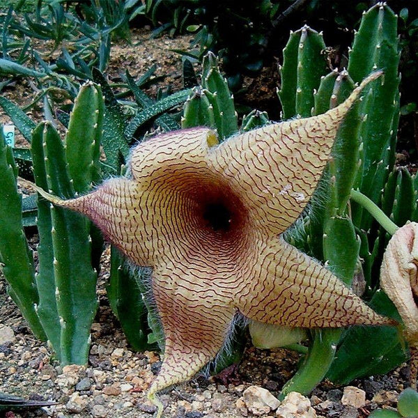 Stapelia gigantea (Zulu giant) - 5 seeds