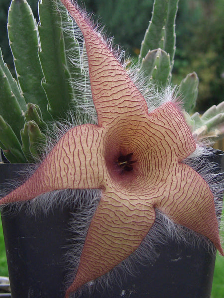 Stapelia gigantea (Zulu giant) - 5 seeds