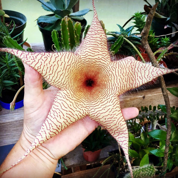 Stapelia gigantea (Zulu giant) - 5 seeds