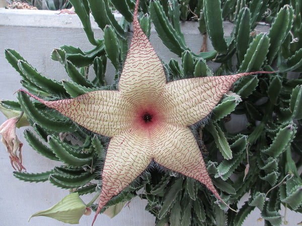 Stapelia gigantea (Zulu giant) - 5 seeds